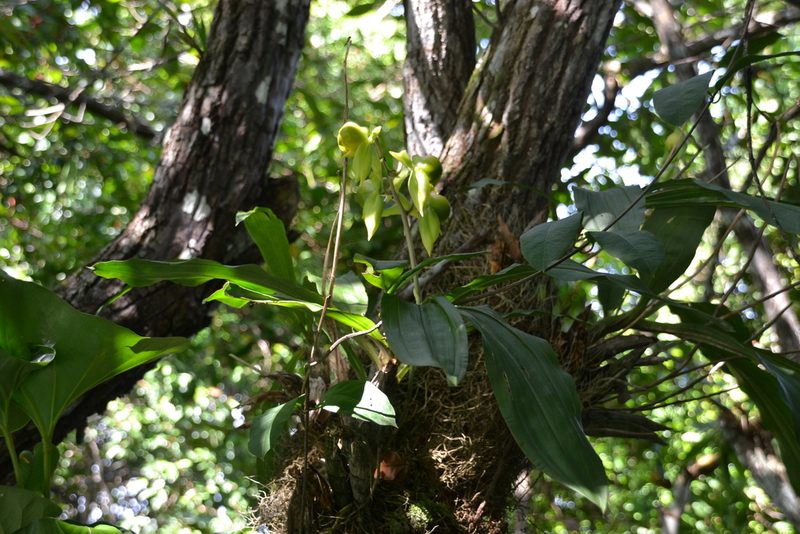 Catasetum viridiflavum, photographed by Letizia Weichgrebe