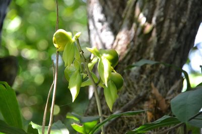 Catasetum viridiflavum, photographed by Letizia Weichgrebe
