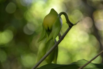 Catasetum viridiflavum, photographed by Letizia Weichgrebe