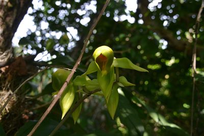 Catasetum viridiflavum, photographed by Letizia Weichgrebe