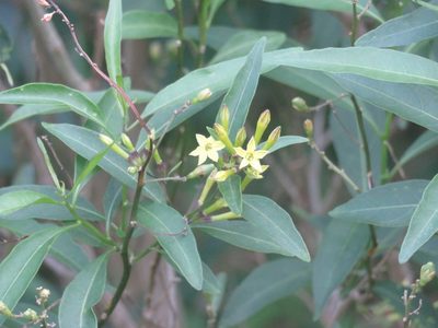 Cestrum euanthes, photographed by Diego Carús