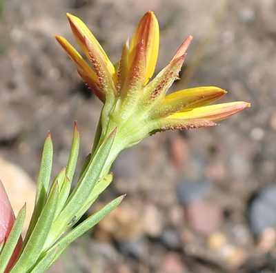 Osteospermum glabrum, photographed by Nicola van Berkel