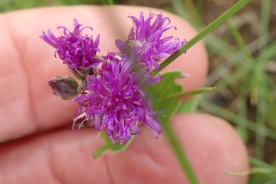 Hilliardiella hirsuta, photographed by Peter Warren