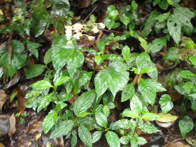 Begonia broussonetiifolia, photographed by Eva Hedström