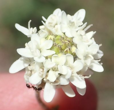 Phyllopodium elegans, photographed by Nicola van Berkel