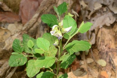 Crotalaria verrucosa, photographed by S.MORE
