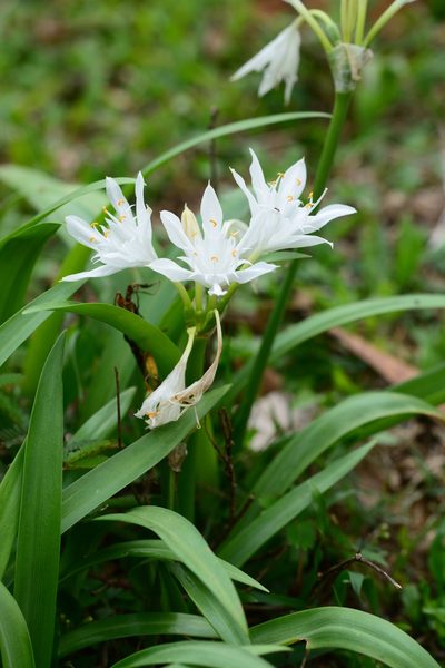 Pancratium triflorum, photographed by S.MORE