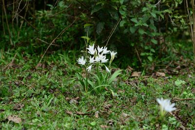 Pancratium triflorum, photographed by S.MORE