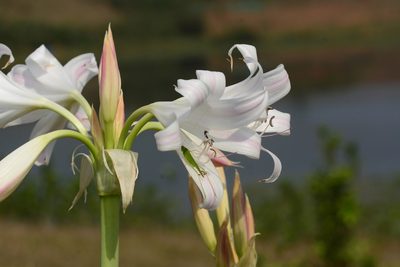 Crinum latifolium, photographed by S.MORE