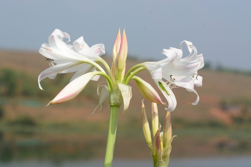 Crinum latifolium, photographed by S.MORE