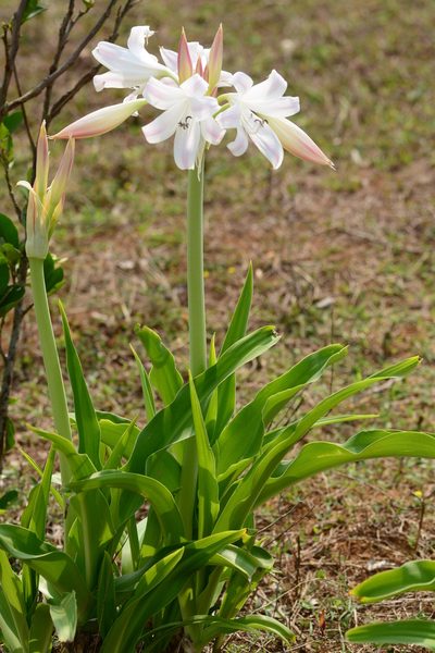 Crinum latifolium, photographed by S.MORE
