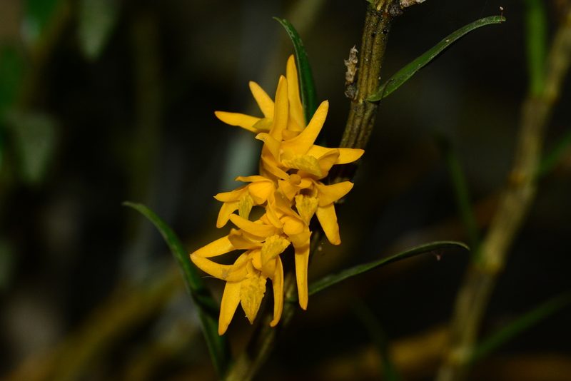 Dendrobium jerdonianum, photographed by S.MORE