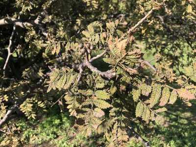 Bursera copallifera, photographed by Luis F. Ramírez