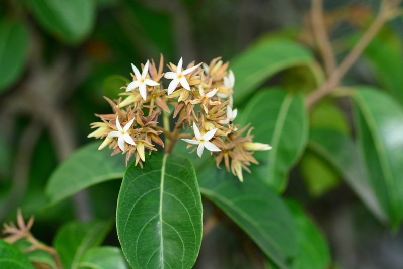 Aganosma cymosa, photographed by S.MORE
