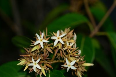 Aganosma cymosa, photographed by S.MORE