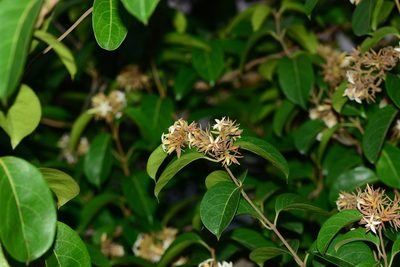 Aganosma cymosa, photographed by S.MORE