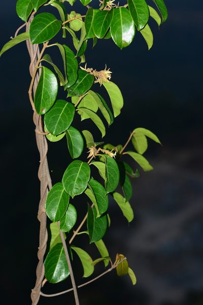 Aganosma cymosa, photographed by S.MORE