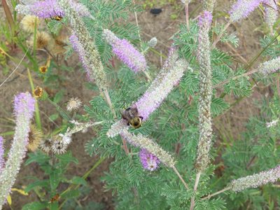 Dalea villosa, photographed by Marilynn Miller