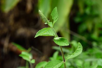 Pogostemon auricularius, photographed by 國立臺灣博物館