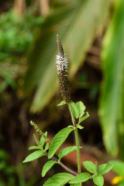 Pogostemon auricularius, photographed by 國立臺灣博物館