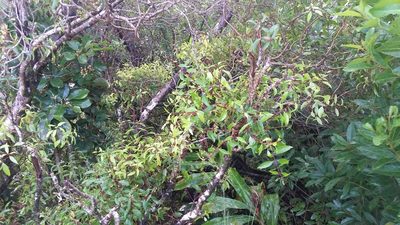 Metrosideros tremuloides, photographed by cwarneke