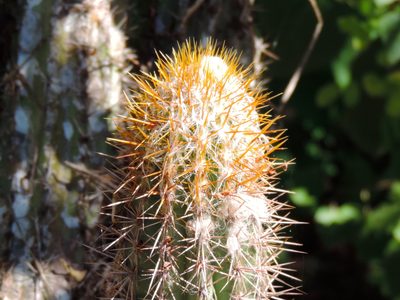 Pilosocereus purpusii, photographed by Francisco Farriols Sarabia