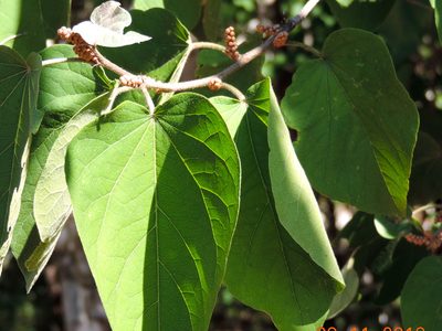 Croton lindquistii, photographed by Francisco Farriols Sarabia