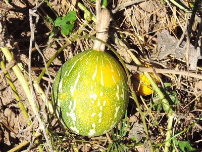 Cucurbita argyrosperma, photographed by Francisco Farriols Sarabia