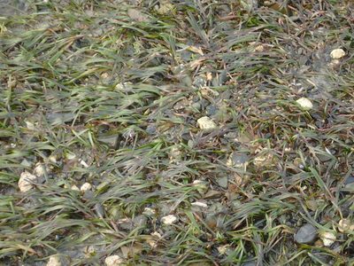 Zostera muelleri, photographed by Tony Wills