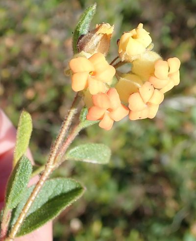 Hermannia salviifolia, photographed by Nicola van Berkel