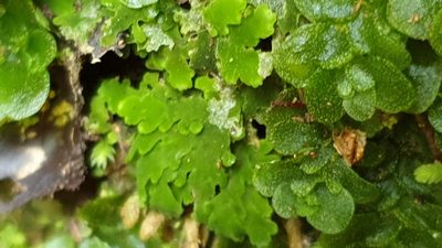 Riccardia colensoi, photographed by Andrew Thornhill