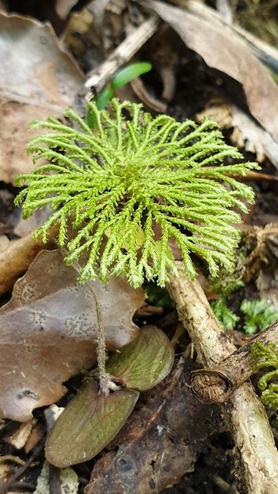 Canalohypopterygium tamariscinum, photographed by Andrew Thornhill