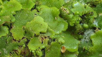 Lobatiriccardia alterniloba, photographed by Andrew Thornhill