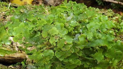 Lobatiriccardia alterniloba, photographed by Andrew Thornhill