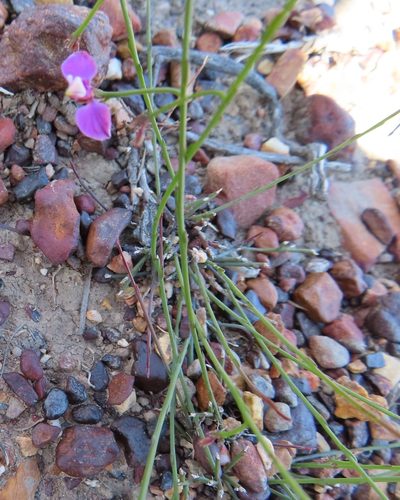 Polygala lehmanniana, photographed by linkie