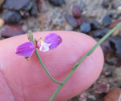 Polygala lehmanniana, photographed by linkie