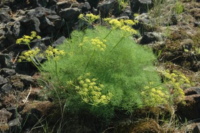 Lomatium klickitatense, photographed by Syd Cannings