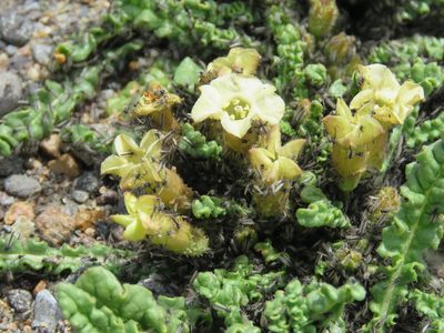 Nicotiana acaulis, photographed by Nicolas Olejnik