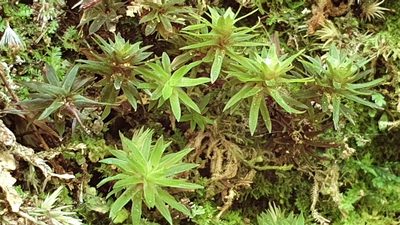 Pogonatum subulatum, photographed by Andrew Thornhill