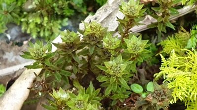Pogonatum subulatum, photographed by Andrew Thornhill