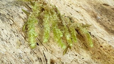 Cladomnion ericoides, photographed by Andrew Thornhill