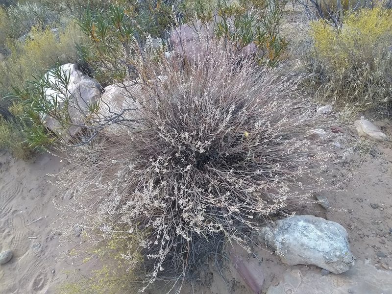 Eriogonum panamintense, photographed by John Brew