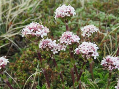 Valeriana fonkii, photographed by Nicolas Olejnik