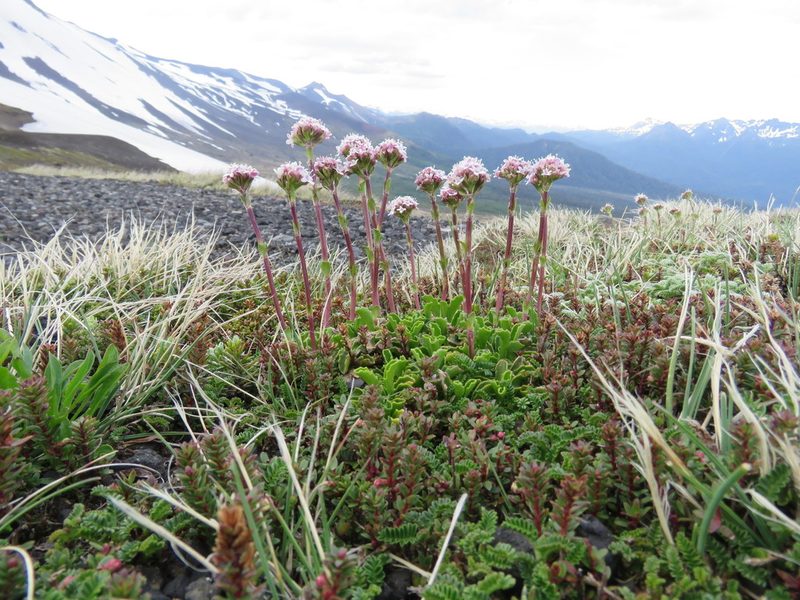 Valeriana fonkii, photographed by Nicolas Olejnik