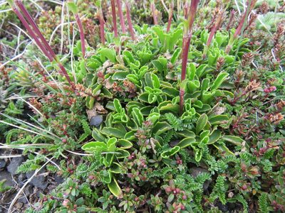 Valeriana fonkii, photographed by Nicolas Olejnik