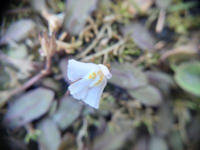 Mazus novaezeelandiae, photographed by Colin Meurk