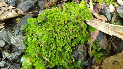 Riccardia colensoi, photographed by Andrew Thornhill