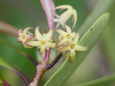 Pittosporum kirkii, photographed by Bruce Calvert