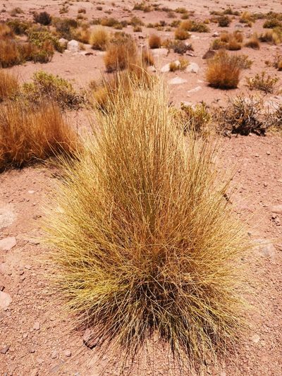 Festuca chrysophylla, photographed by Aira Francisca Faúndez Fallau