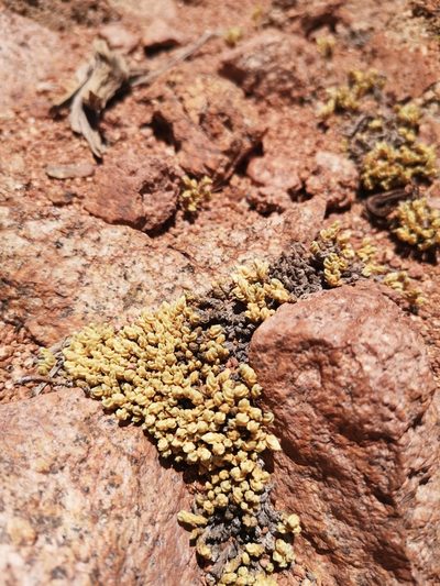 Pycnophyllum bryoides, photographed by Aira Francisca Faúndez Fallau
